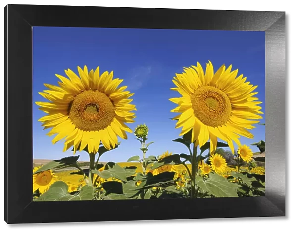 Sunflower field, Valensole, Plateau de Valensole, Alpes-de-Haute-Provence, Provence-Alpes-Cote d Azur, Provence, France