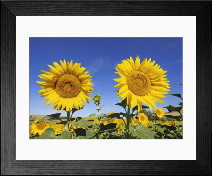 Framed Print : Sunflower field, Valensole, Plateau de Valensole, Alpes-de-Haute-Provence, Provence-Alpes-Cote d Azur, Provence, France Framed Print : Sunflower field, Valensole, Plateau de Valensole, Alpes-de-Haute-Provence, Provence-Alpes-Cote d Azur, Provence, France