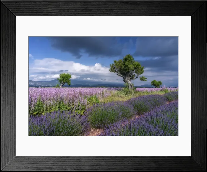 Framed Print : Tree in blooming muscatel sage and lavendar field, (Salvia sclarea), Valensole, Plateau de Valensole, Alpes-de-Haute-Provence, Provence-Alpes-Cote d'Azur, Provence, Southern France, France Framed Print : Tree in blooming muscatel sage and lavendar field, (Salvia sclarea), Valensole, Plateau de Valensole, Alpes-de-Haute-Provence, Provence-Alpes-Cote d'Azur, Provence, Southern France, France