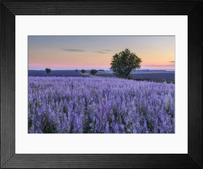 Framed Print : Tree in blooming muscatel sage field, (Salvia sclarea) at dawn, Valensole, Plateau de Valensole, Alpes-de-Haute-Provence, Provence-Alpes-Cote d'Azur, Provence, Southern France, France Framed Print : Tree in blooming muscatel sage field, (Salvia sclarea) at dawn, Valensole, Plateau de Valensole, Alpes-de-Haute-Provence, Provence-Alpes-Cote d'Azur, Provence, Southern France, France