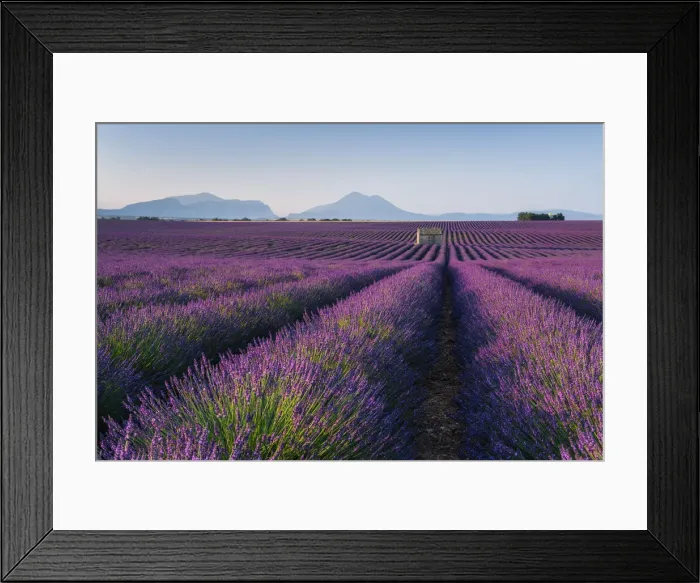 Framed Print : Stone house in blooming lavender field, (Lavendula augustifolia), Valensole, Plateau de Valensole, Alpes-de-Haute-Provence, Provence-Alpes-Cote d Azur, Provence, Southern France, France Framed Print : Stone house in blooming lavender field, (Lavendula augustifolia), Valensole, Plateau de Valensole, Alpes-de-Haute-Provence, Provence-Alpes-Cote d Azur, Provence, Southern France, France