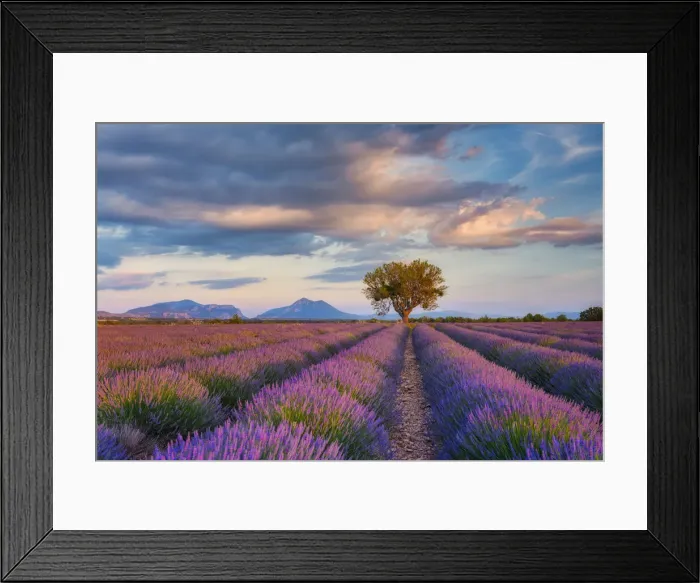 Framed Print : Lone Tree (almond tree) in blooming Lavender field (Lavendula augustifolia), Valensole, Plateau de Valensole, Alpes-de-Haute-Provence, Provence-Alpes-Cote d Azur, Provence, Southern France, France Framed Print : Lone Tree (almond tree) in blooming Lavender field (Lavendula augustifolia), Valensole, Plateau de Valensole, Alpes-de-Haute-Provence, Provence-Alpes-Cote d Azur, Provence, Southern France, France