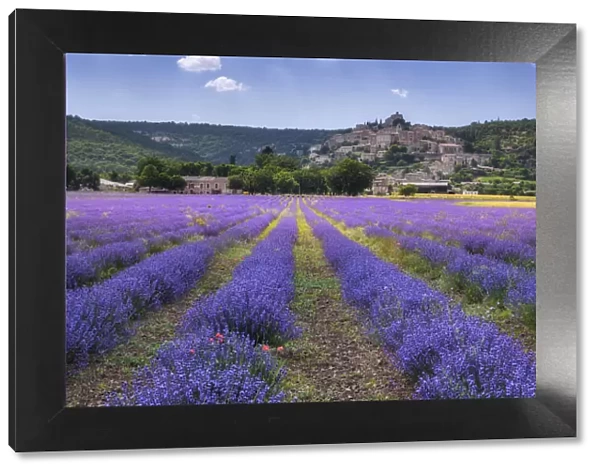 Lavender field at Simiane la Rotonde (Lavendula augustifolia), Alpes-de-Haute-Provence, Provence-Alpes-Cote d Azur, Provence, Southern France, France