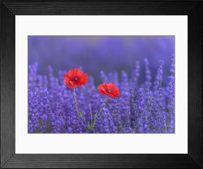 Framed Print : Blomming Lavender (Lavendula augustifolia) and Red Poppies ((Papaver)), Sault, Vaucluse Alpes-de-Haute-Provence, Provence-Alpes-Cote d Azur, Provence, Southern France, France Framed Print : Blomming Lavender (Lavendula augustifolia) and Red Poppies ((Papaver)), Sault, Vaucluse Alpes-de-Haute-Provence, Provence-Alpes-Cote d Azur, Provence, Southern France, France