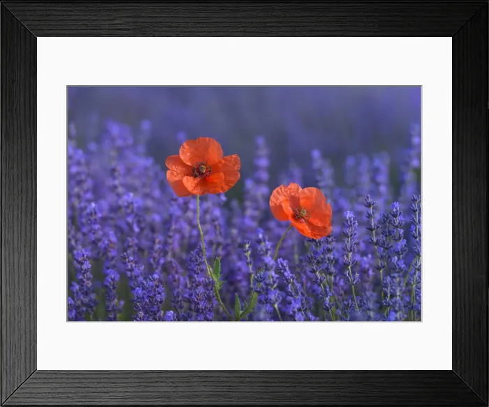 Framed Print : Blomming Lavender (Lavendula augustifolia) and Red Poppies ((Papaver)), Sault, Vaucluse Alpes-de-Haute-Provence, Provence-Alpes-Cote d Azur, Provence, Southern France, France Framed Print : Blomming Lavender (Lavendula augustifolia) and Red Poppies ((Papaver)), Sault, Vaucluse Alpes-de-Haute-Provence, Provence-Alpes-Cote d Azur, Provence, Southern France, France
