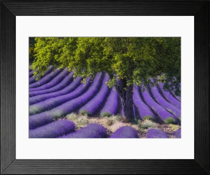 Framed Print : Green tree in blooming field of Lavender (Lavandula angustifolia) around Sault and Aurel, (Lavendula augustifolia), Vaucluse, Alpes-de-Haute-Provence, Provence-Alpes-Cote d Azur, Provence, Southern France, France Framed Print : Green tree in blooming field of Lavender (Lavandula angustifolia) around Sault and Aurel, (Lavendula augustifolia), Vaucluse, Alpes-de-Haute-Provence, Provence-Alpes-Cote d Azur, Provence, Southern France, France