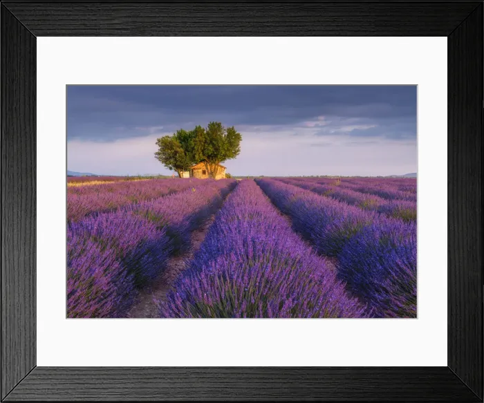 Framed Print : Stone house in blooming lavender field, (Lavendula augustifolia), Valensole, Plateau de Valensole, Alpes-de-Haute-Provence, Provence-Alpes-Cote d Azur, Provence, France Framed Print : Stone house in blooming lavender field, (Lavendula augustifolia), Valensole, Plateau de Valensole, Alpes-de-Haute-Provence, Provence-Alpes-Cote d Azur, Provence, France