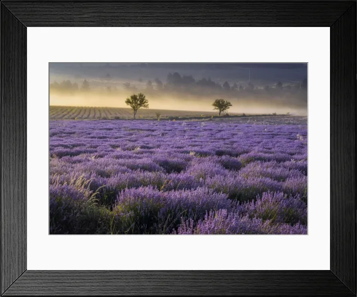 Framed Print : Two trees in blooming Lavender field in morning light - Plateau de Vaucluse, Sault, Provence-Alpes-Cote d Azur, Alpes de Haute Provence, Provence, Southern France, France