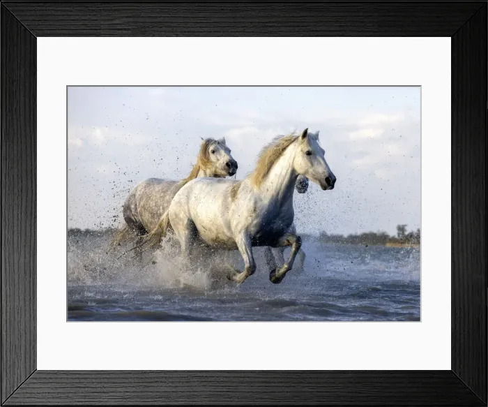 Framed Print : Europe, France, Provence-Alpes-Cote d Azur, Bouches-du-Rhone, Camargue, Saintes-Maries-de-la-Mer, white horses run through the marshes of the Camargue Framed Print : Europe, France, Provence-Alpes-Cote d Azur, Bouches-du-Rhone, Camargue, Saintes-Maries-de-la-Mer, white horses run through the marshes of the Camargue