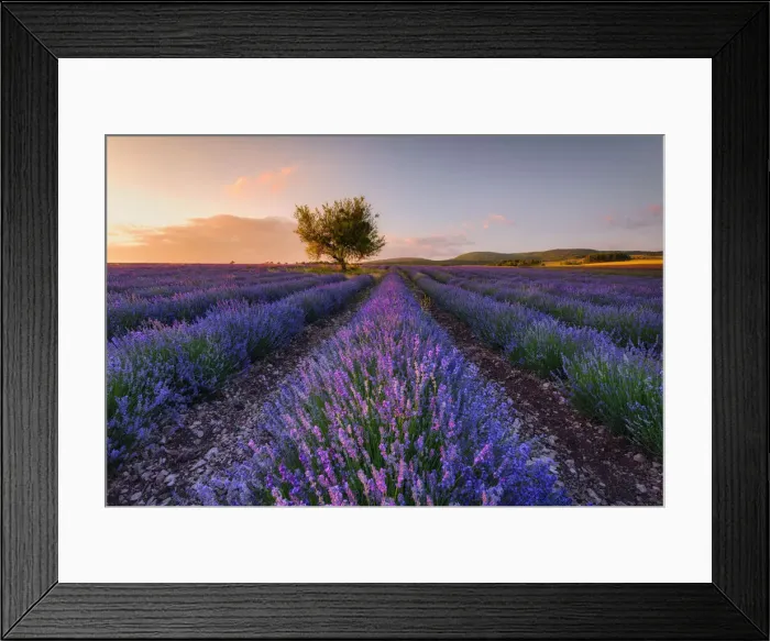 Framed Print : Blooming Lavender field and almond tree at sunset - Plateau de Vaucluse, Sault, Provence-Alpes-Cote d Azur, Alpes de Haute Provence, Provence, Southern France, France Framed Print : Blooming Lavender field and almond tree at sunset - Plateau de Vaucluse, Sault, Provence-Alpes-Cote d Azur, Alpes de Haute Provence, Provence, Southern France, France
