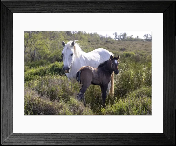 Framed Print : Europe, France, Provence-Alpes-Cote d Azur, Bouches-du-Rhone, Camargue, Saintes-Maries-de-la-Mer, Mare and her foal Framed Print : Europe, France, Provence-Alpes-Cote d Azur, Bouches-du-Rhone, Camargue, Saintes-Maries-de-la-Mer, Mare and her foal