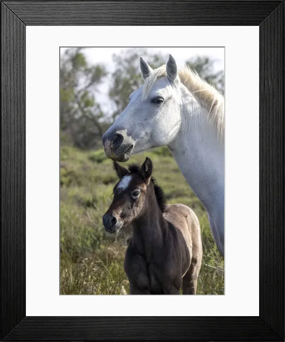 Framed Print : Europe, France, Provence-Alpes-Cote d Azur, Bouches-du-Rhone, Camargue, Saintes-Maries-de-la-Mer, Mare and her foal Framed Print : Europe, France, Provence-Alpes-Cote d Azur, Bouches-du-Rhone, Camargue, Saintes-Maries-de-la-Mer, Mare and her foal