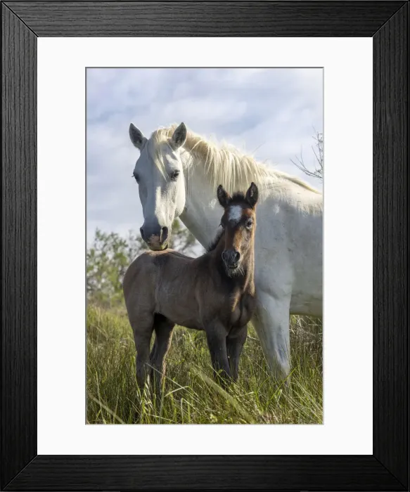 Framed Print : Europe, France, Provence-Alpes-Cote d Azur, Bouches-du-Rhone, Camargue, Saintes-Maries-de-la-Mer, Mare and her foal Framed Print : Europe, France, Provence-Alpes-Cote d Azur, Bouches-du-Rhone, Camargue, Saintes-Maries-de-la-Mer, Mare and her foal