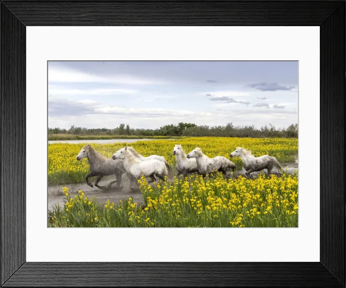 Framed Print : Europe, France, Provence-Alpes-Cote d Azur, Bouches-du-Rhone, Camargue, Saintes-Maries-de-la-Mer, white horses run through a field of yellow iris in the Camargue Framed Print : Europe, France, Provence-Alpes-Cote d Azur, Bouches-du-Rhone, Camargue, Saintes-Maries-de-la-Mer, white horses run through a field of yellow iris in the Camargue