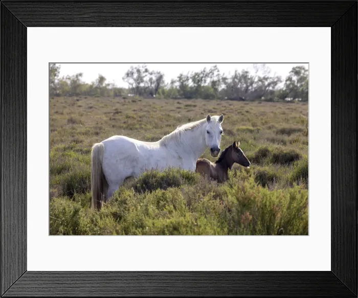 Framed Print : Europe, France, Provence-Alpes-Cote d Azur, Bouches-du-Rhone, Camargue, Saintes-Maries-de-la-Mer, Mare and her foal Framed Print : Europe, France, Provence-Alpes-Cote d Azur, Bouches-du-Rhone, Camargue, Saintes-Maries-de-la-Mer, Mare and her foal