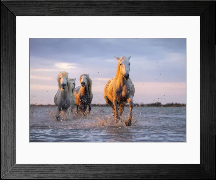 Framed Print : Europe, France, Provence-Alpes-Cote d Azur, Bouches-du-Rhone, Camargue, Saintes-Maries-de-la-Mer, white horses run through the marshes of the Camargue Framed Print : Europe, France, Provence-Alpes-Cote d Azur, Bouches-du-Rhone, Camargue, Saintes-Maries-de-la-Mer, white horses run through the marshes of the Camargue