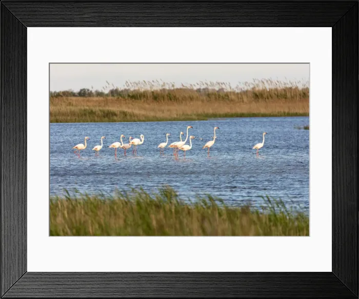 Framed Print : Europe, France, Provence-Alpes-Cote d Azur, Bouches-du-Rhone, Camargue, Saintes-Maries-de-la-Mer, pink flamingos in the marshes of the Camargue Framed Print : Europe, France, Provence-Alpes-Cote d Azur, Bouches-du-Rhone, Camargue, Saintes-Maries-de-la-Mer, pink flamingos in the marshes of the Camargue