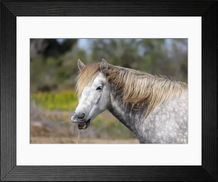 Framed Print : Europe, France, Provence-Alpes-Cote d Azur, Bouches-du-Rhone, Camargue, Saintes-Maries-de-la-Mer, a white horse of the Camargue Framed Print : Europe, France, Provence-Alpes-Cote d Azur, Bouches-du-Rhone, Camargue, Saintes-Maries-de-la-Mer, a white horse of the Camargue