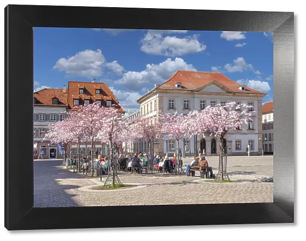 Cherry blossom at Rathausplatz Square, Landau in der Pfalz, German Wine Route, Rhineland-Palatinate, Germany