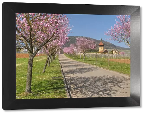 Almond blossom season at Geilweiler Hof Estate and former monastery, Siebeldingen, Southern Wine Route, Rhineland-Palatinate, Germany