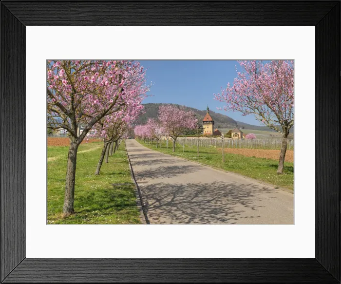 Framed Print : Almond blossom season at Geilweiler Hof Estate and former monastery, Siebeldingen, Southern Wine Route, Rhineland-Palatinate, Germany Framed Print : Almond blossom season at Geilweiler Hof Estate and former monastery, Siebeldingen, Southern Wine Route, Rhineland-Palatinate, Germany