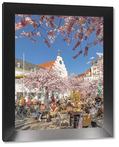 Cherry blossom at Rathausplatz Square, altes Kaufhaus Arts Center, Landau in der Pfalz, German Wine Route, Rhineland-Palatinate, Germany