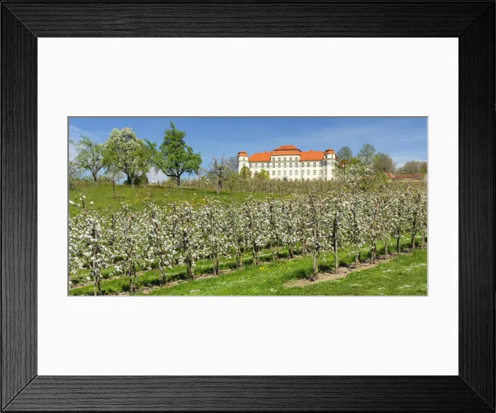 Framed Print : Blooming season of fruit trees in Tettnang with Neues Schloss Castle, Lake Constance, Upper Swabia, Baden Wurttemberg, Germany Framed Print : Blooming season of fruit trees in Tettnang with Neues Schloss Castle, Lake Constance, Upper Swabia, Baden Wurttemberg, Germany