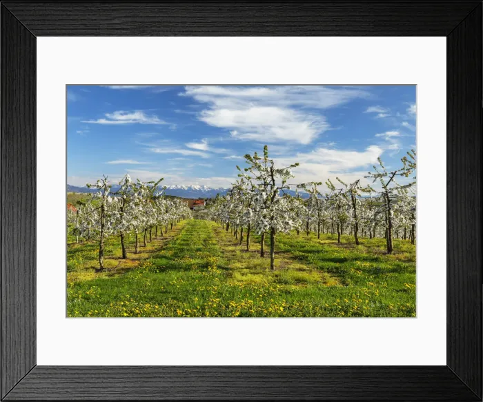 Framed Print : Blooming season of fruit trees near Kressbronn with a view to theSwiss Alps, Swabia, Baden-Wuerttemberg, Germany Framed Print : Blooming season of fruit trees near Kressbronn with a view to theSwiss Alps, Swabia, Baden-Wuerttemberg, Germany