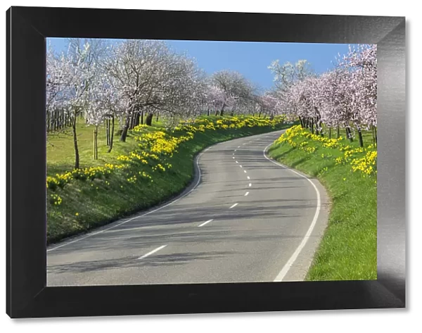 Winding road near Nussdorf during the almond blossom, Landau in der Pfalz, German Wine Route, Rhineland-Palatinate, Germany