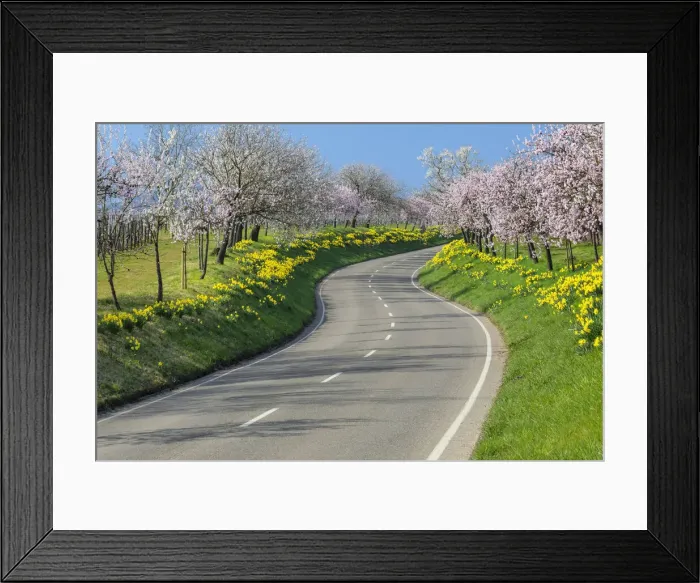 Framed Print : Winding road near Nussdorf during the almond blossom, Landau in der Pfalz, German Wine Route, Rhineland-Palatinate, Germany Framed Print : Winding road near Nussdorf during the almond blossom, Landau in der Pfalz, German Wine Route, Rhineland-Palatinate, Germany