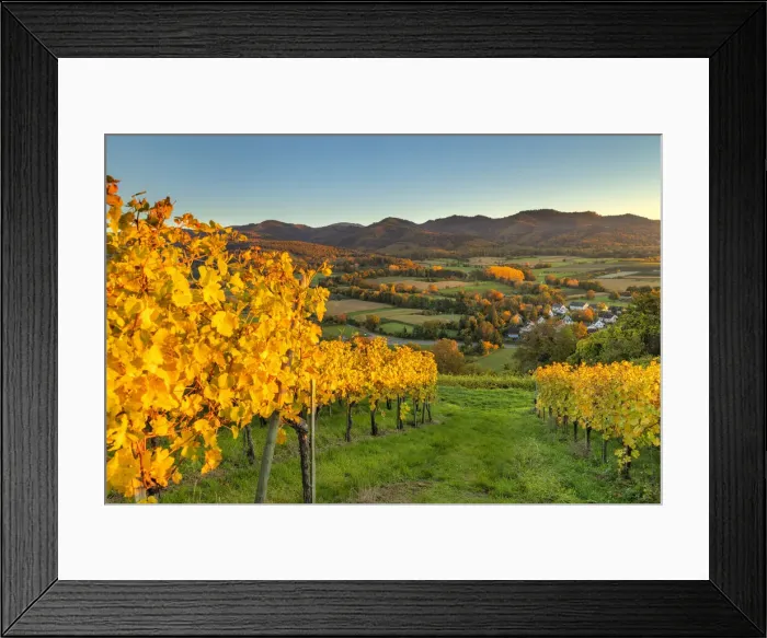 Framed Print : Vineyards near Ehrenstetten, Markgrafler Land, Black Forest, Baden-Wurttemberg, Germany Framed Print : Vineyards near Ehrenstetten, Markgrafler Land, Black Forest, Baden-Wurttemberg, Germany
