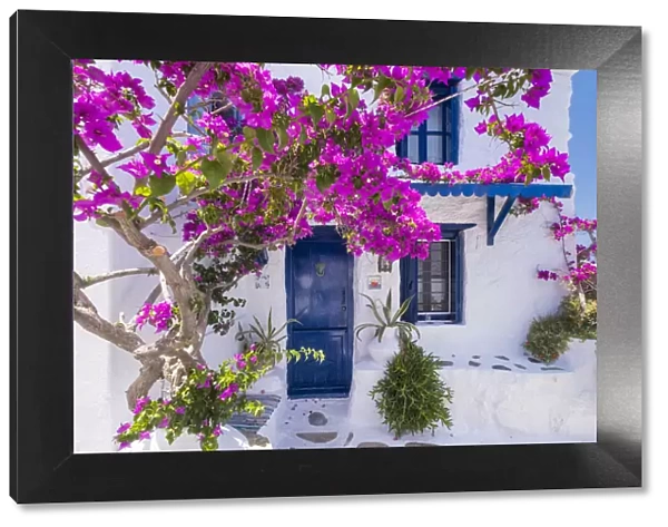 Bougainvillea & traditional house, Skopelos Town, Skopelos, Sporade Islands, Greece