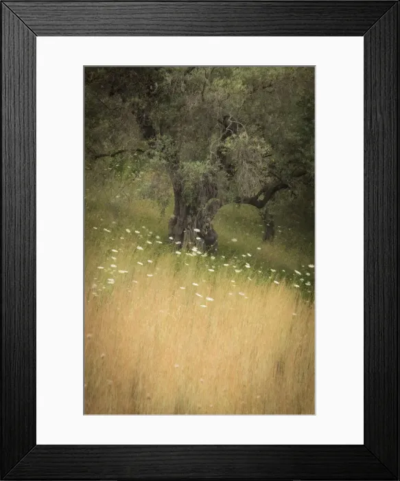 Framed Print : Olive tree, Skopelos Town, Skopelos, Sporade Islands, Greece Framed Print : Olive tree, Skopelos Town, Skopelos, Sporade Islands, Greece