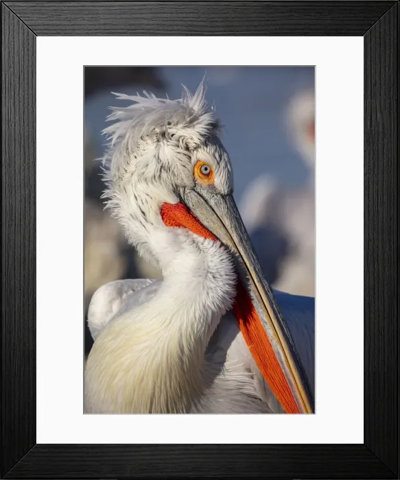 Framed Print : Dalmatian pelican, Lake Kerkini National Park, Serres, Greece Framed Print : Dalmatian pelican, Lake Kerkini National Park, Serres, Greece