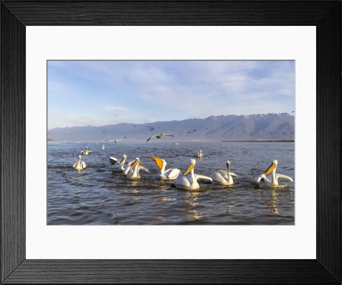 Framed Print : Dalmatian pelicans, Lake Kerkini National Park, Serres, Greece Framed Print : Dalmatian pelicans, Lake Kerkini National Park, Serres, Greece