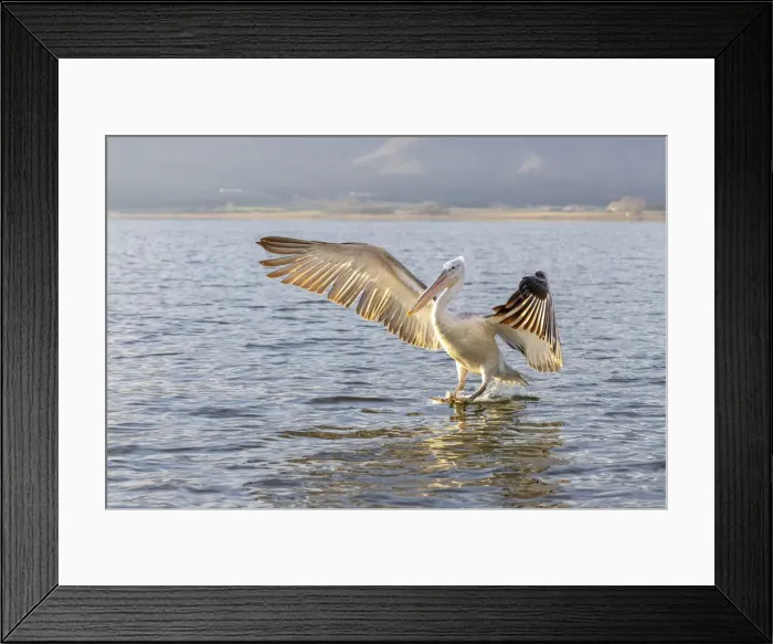 Framed Print : Dalmatian pelican speads its wings, Lake Kerkini National Park, Serres, Greece Framed Print : Dalmatian pelican speads its wings, Lake Kerkini National Park, Serres, Greece