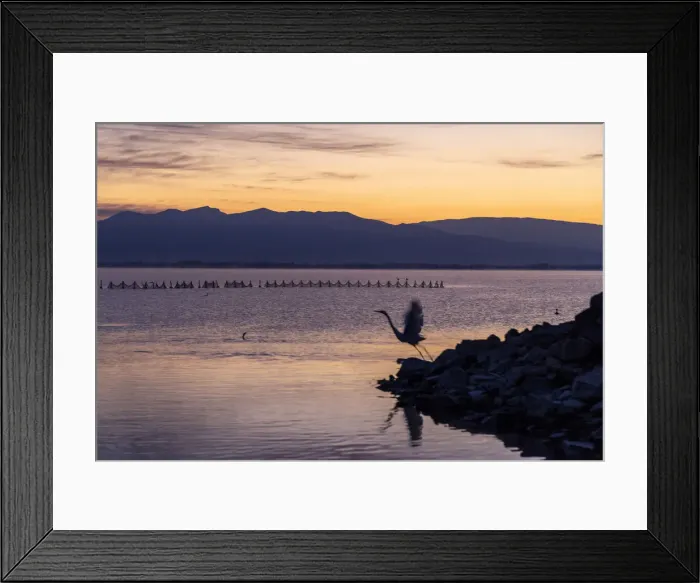 Framed Print : A heron takes off at dawn, Lake Kerkini National Park, Serres, Greece Framed Print : A heron takes off at dawn, Lake Kerkini National Park, Serres, Greece