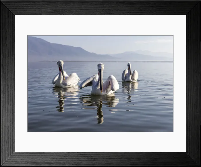 Framed Print : Dalmatian pelicans, Lake Kerkini National Park, Serres, Greece Framed Print : Dalmatian pelicans, Lake Kerkini National Park, Serres, Greece