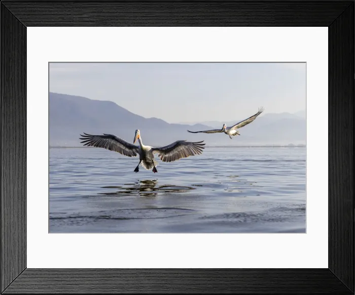 Framed Print : 2 Dalmatian pelicans landing, Lake Kerkini National Park, Serres, Greece Framed Print : 2 Dalmatian pelicans landing, Lake Kerkini National Park, Serres, Greece