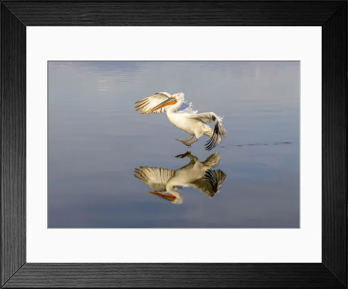 Framed Print : A Dalmatian pelican lands on calm water, Lake Kerkini National Park, Serres, Greece Framed Print : A Dalmatian pelican lands on calm water, Lake Kerkini National Park, Serres, Greece