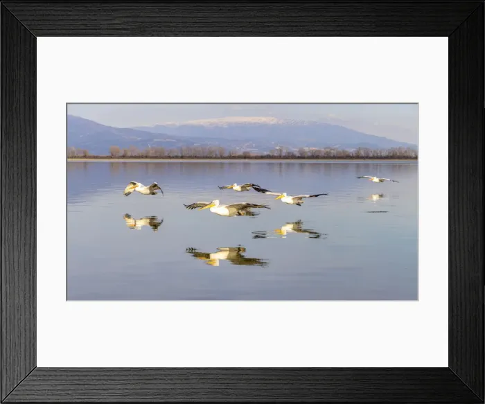 Framed Print : Dalmatian pelicans fly in formation, Lake Kerkini National Park, Serres, Greece