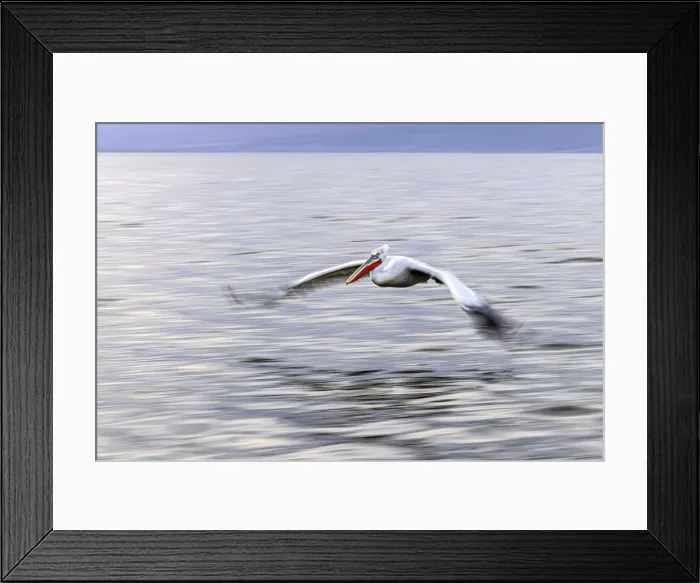 Framed Print : Dalmatian pelican flies with motion blur, Lake Kerkini National Park, Serres, Greece Framed Print : Dalmatian pelican flies with motion blur, Lake Kerkini National Park, Serres, Greece