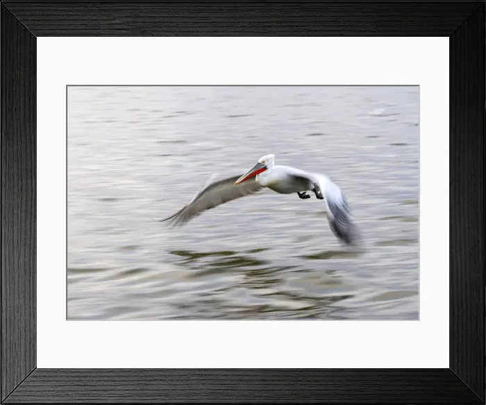 Framed Print : Dalmatian pelican flies, Lake Kerkini National Park, Serres, Greece Framed Print : Dalmatian pelican flies, Lake Kerkini National Park, Serres, Greece