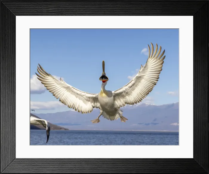 Framed Print : Dalmatian pelican spreads its wings, Lake Kerkini National Park, Serres, Greece Framed Print : Dalmatian pelican spreads its wings, Lake Kerkini National Park, Serres, Greece