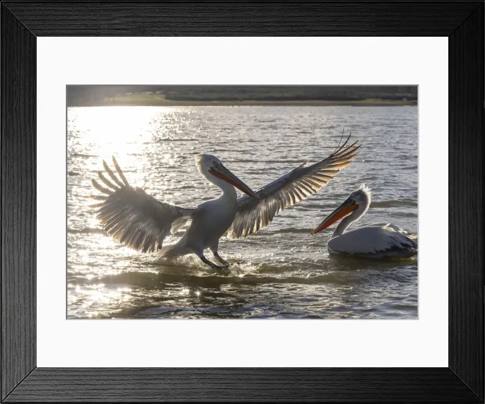 Framed Print : Dalmatian pelicans backlit on the water, Lake Kerkini National Park, Serres, Greece Framed Print : Dalmatian pelicans backlit on the water, Lake Kerkini National Park, Serres, Greece