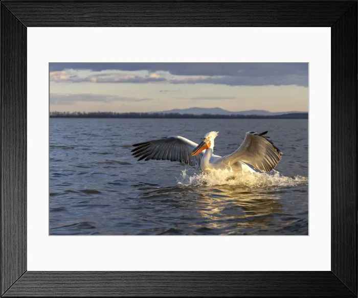 Framed Print : A Dalmatian pelican lands on the water, Lake Kerkini National Park, Serres, Greece Framed Print : A Dalmatian pelican lands on the water, Lake Kerkini National Park, Serres, Greece