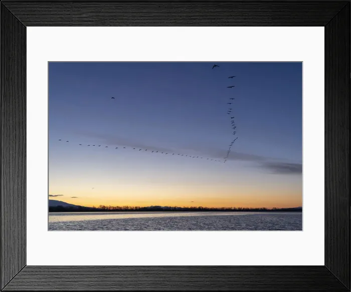 Framed Print : Cormorants fly in V-shaped formation at dawn, Lake Kerkini National Park, Serres, Greece Framed Print : Cormorants fly in V-shaped formation at dawn, Lake Kerkini National Park, Serres, Greece