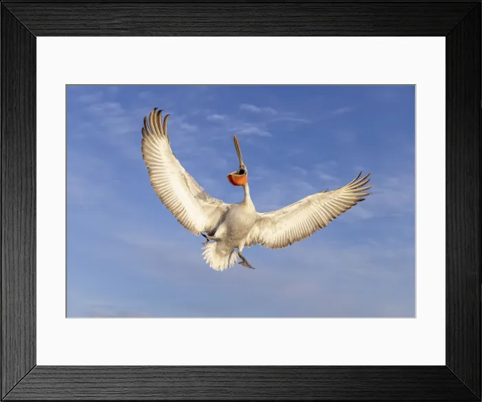 Framed Print : A Dalmatian pelican spreads its wings in flight, , Lake Kerkini National Park, Serres, Greece Framed Print : A Dalmatian pelican spreads its wings in flight, , Lake Kerkini National Park, Serres, Greece