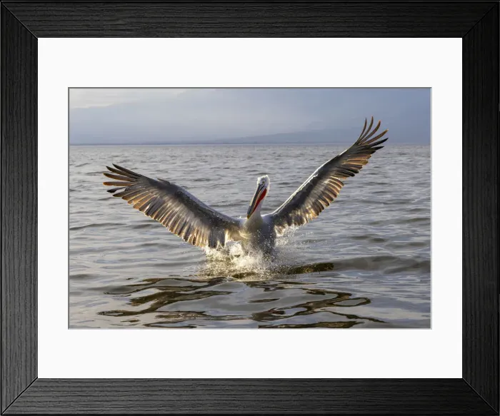 Framed Print : A Dalmatian pelican spreads its wings, Lake Kerkini National Park, Serres, Greece Framed Print : A Dalmatian pelican spreads its wings, Lake Kerkini National Park, Serres, Greece