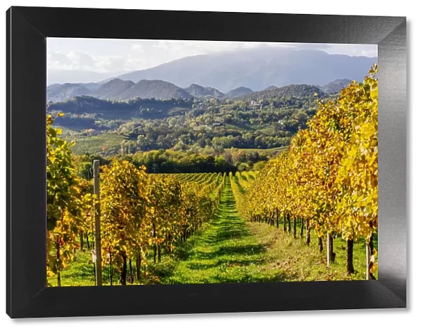 Valdobbiadene, Prosecco sparkling white wine region. Vineyards and hills in autumn. Veneto, Italy